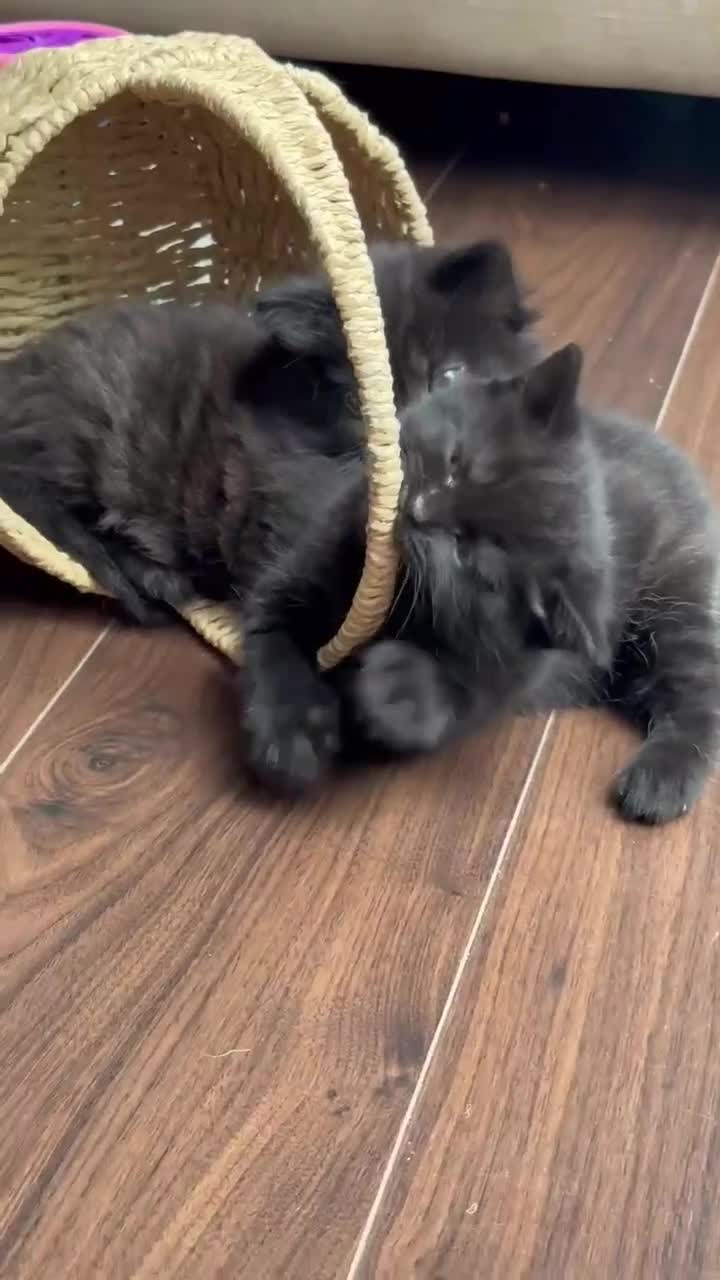 British Shorthair cats for sale: 🐾Beautiful Black British Shorthair Cross Kittens - Video 2