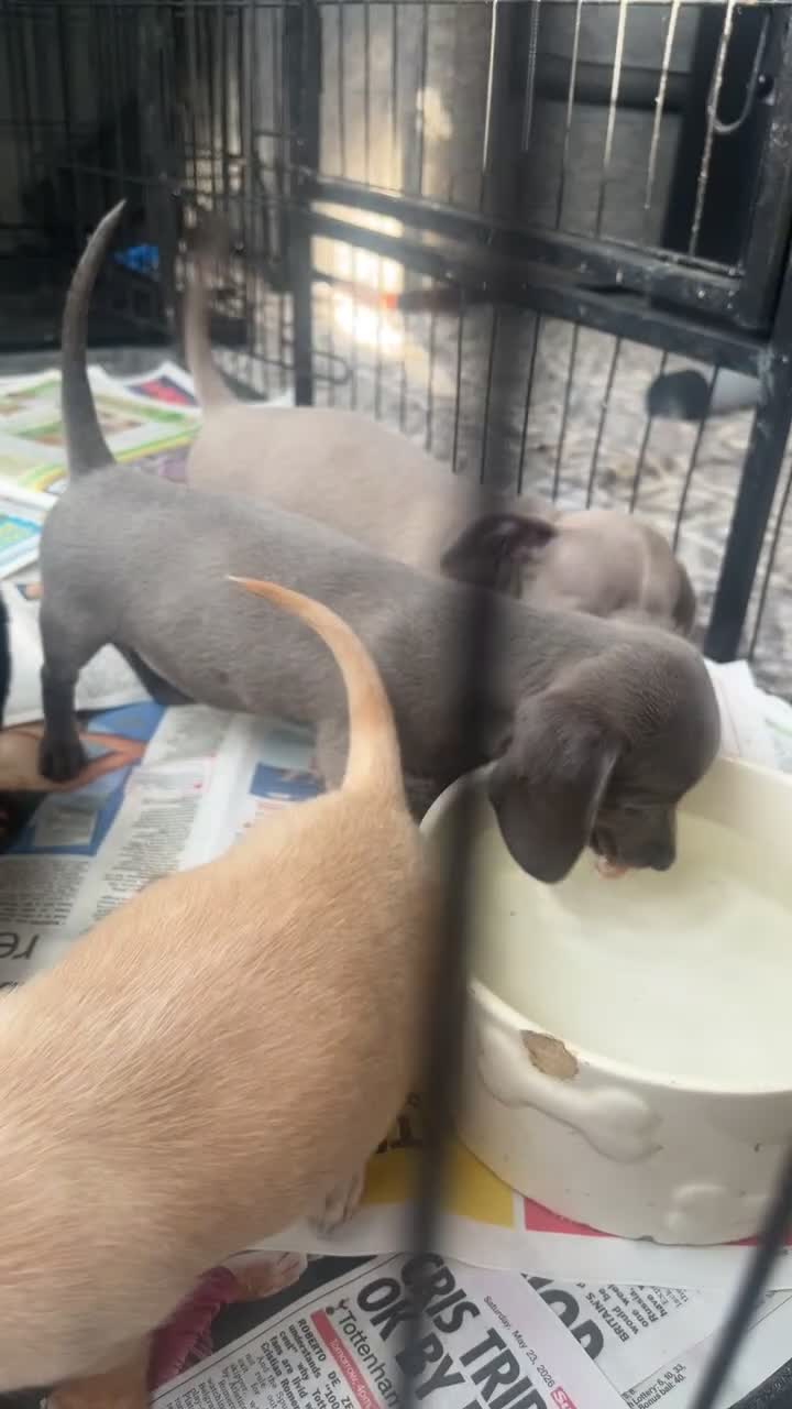 Chiweenie dogs for sale: 5 beautiful Chiweenies in need of a forever home  - Video 1