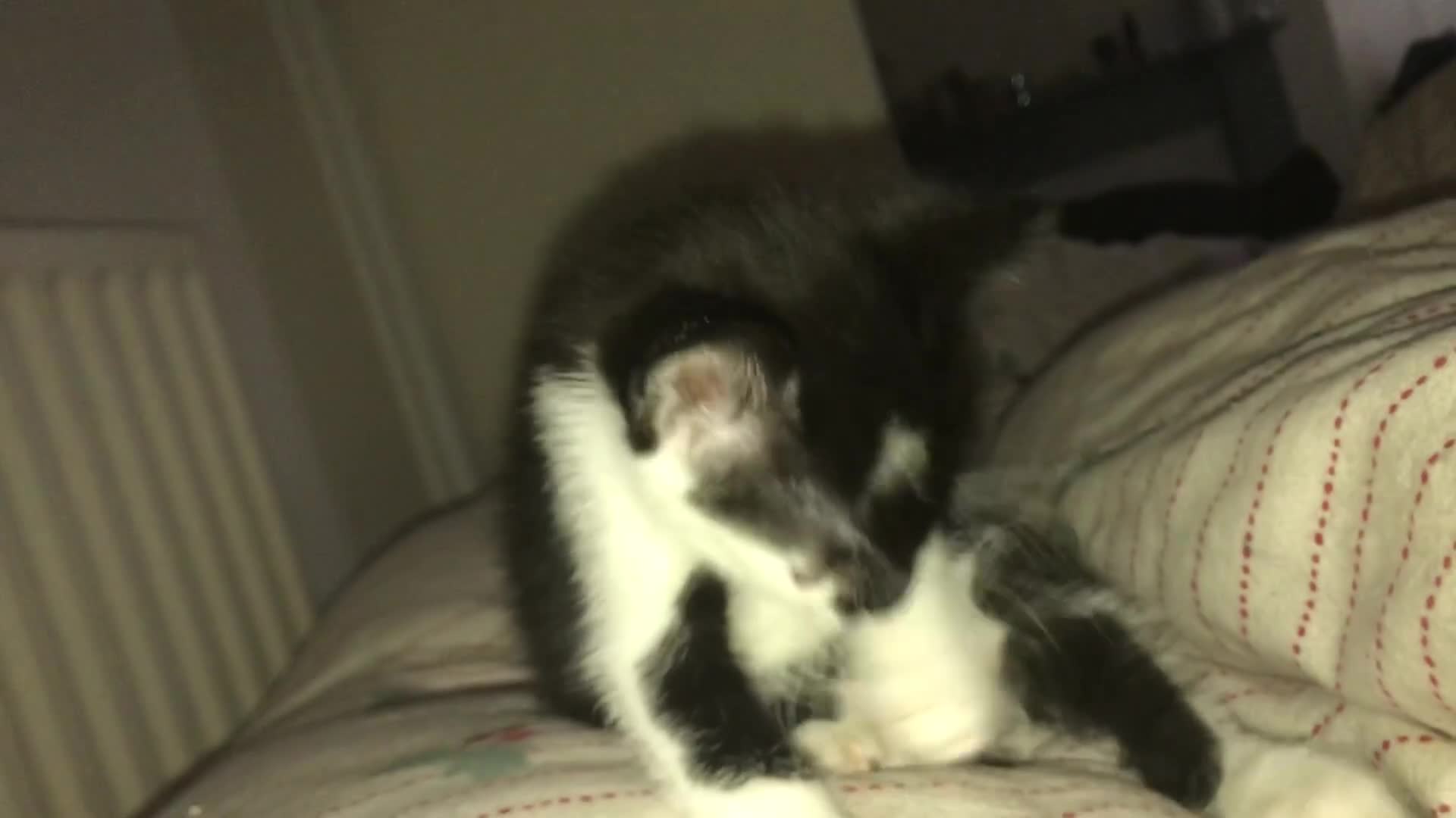 British Shorthair cats for sale: Female 8 weeks kitten black and whiteshorthair  - Video 1