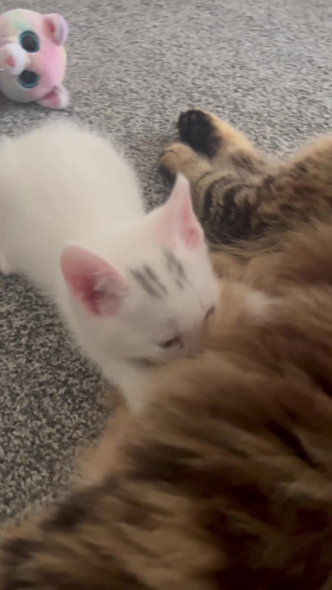 Mixed Breed cats for sale: Healthy & Playful Kittens - Video 4
