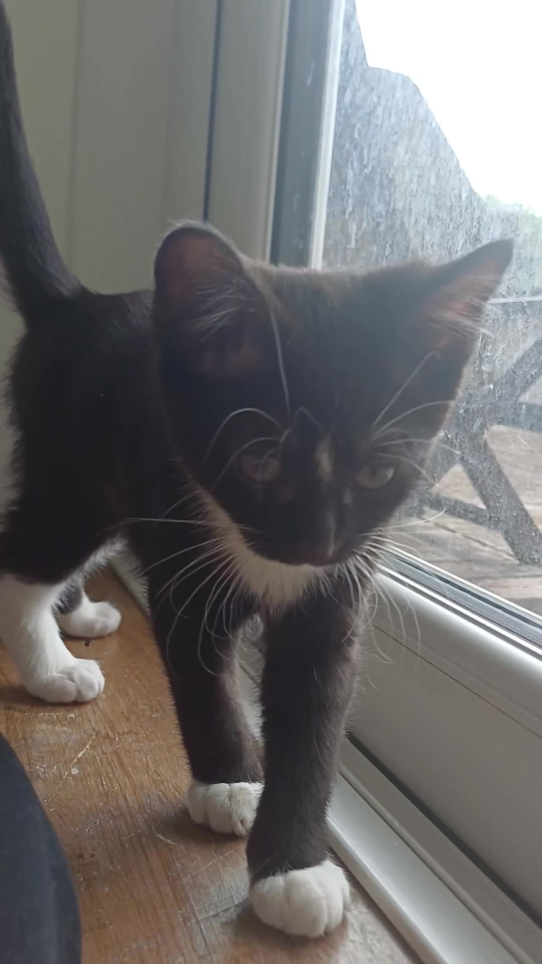 Mixed Breed cats for sale: Available Now! 2 Kittens tabby stripe tuxedo cats  - Video 1