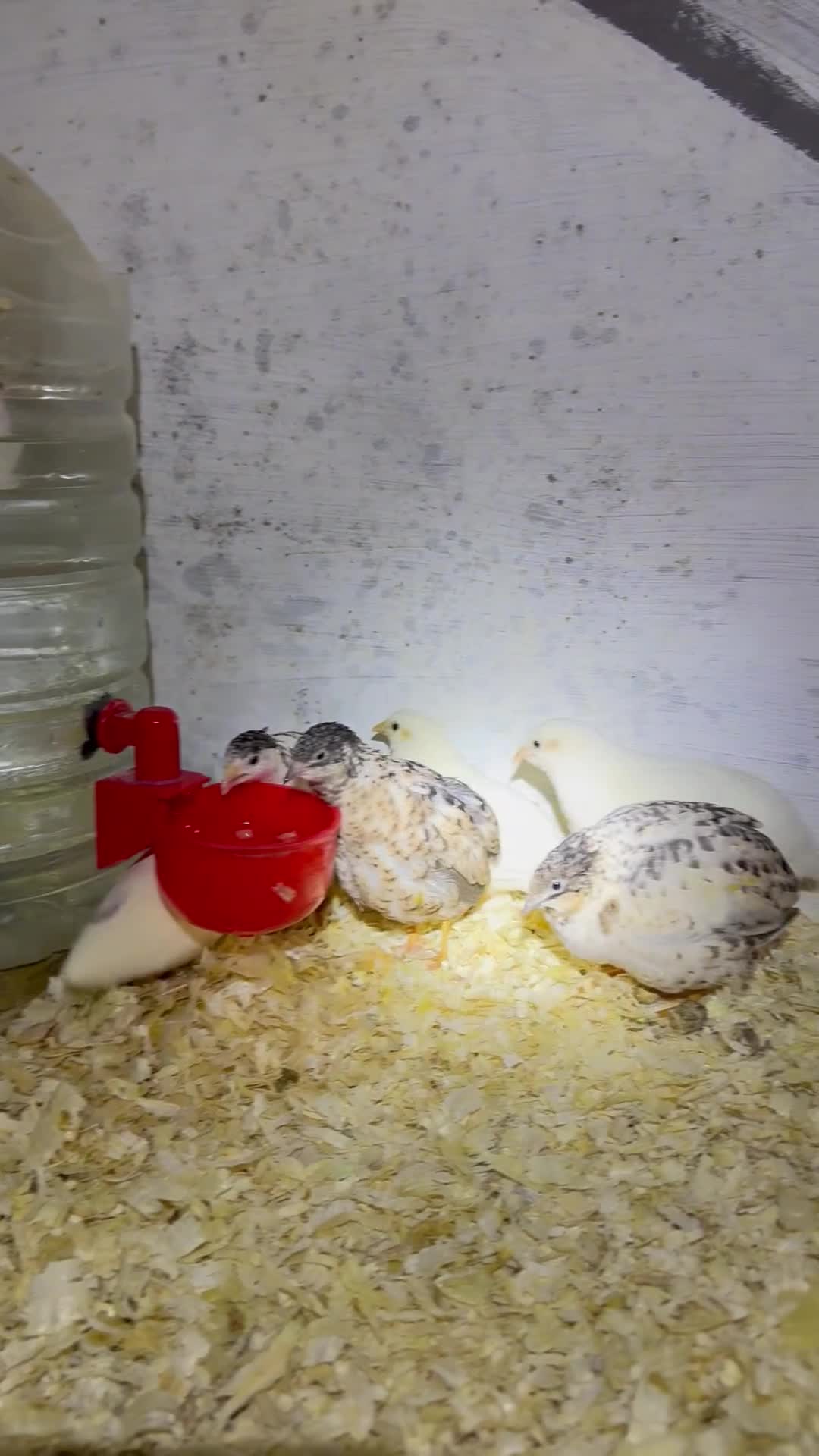 Quail poultry for sale: Button quail chicks and adults  - Video 1