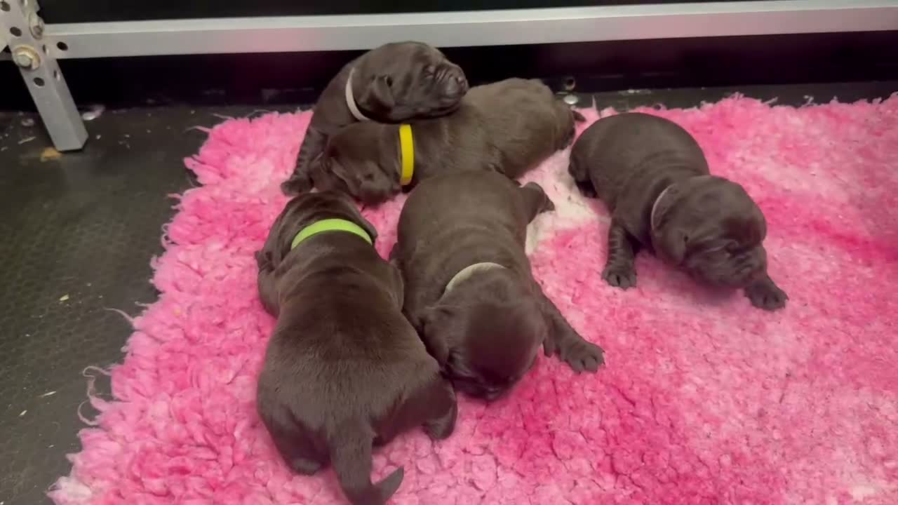 Labrador Retriever dogs for sale: KC REG CHOCOLATE LABRADOR PUPPIES  - Video 1