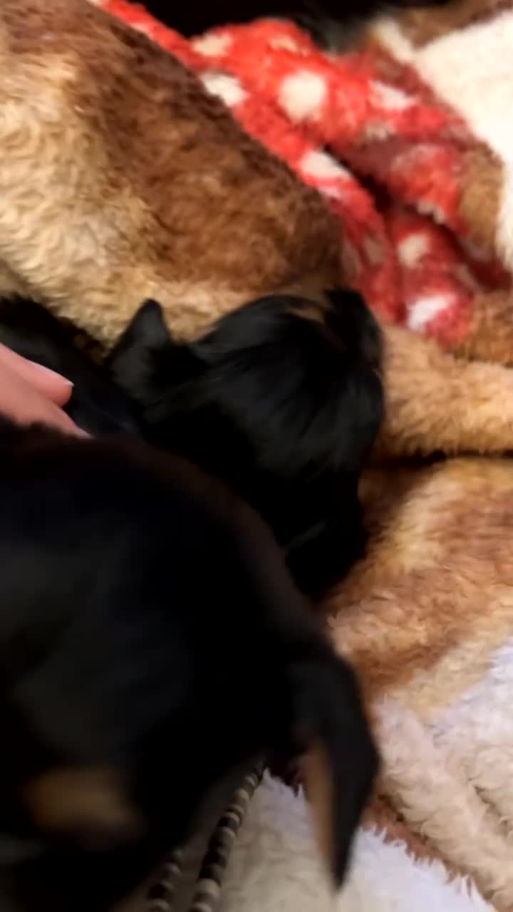 Yorkshire Terrier dogs for sale: 3 beautiful Yorkshire miniature terrier pups - Video 1