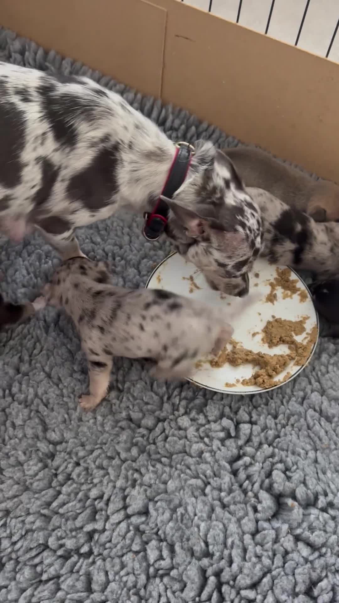 Chihuahua dogs for sale: Gorgeous Rare Chihuahua Puppies  - Video 3
