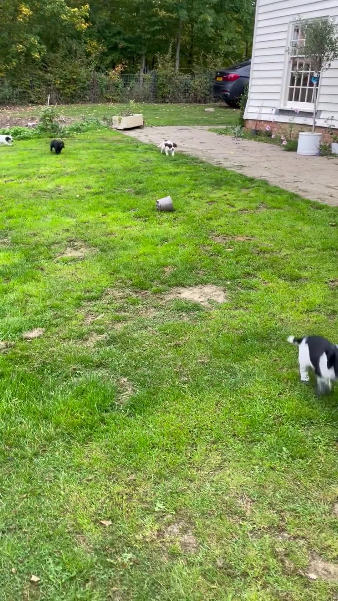 Cocker Spaniel dogs for sale: Stunning Working Cocker Spaniel puppy  - Video 1