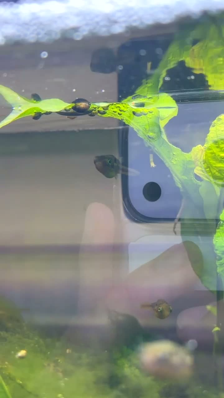 Pufferfish fish for sale: 9 x Pea Puffers and tank for Rehoming - Video 1