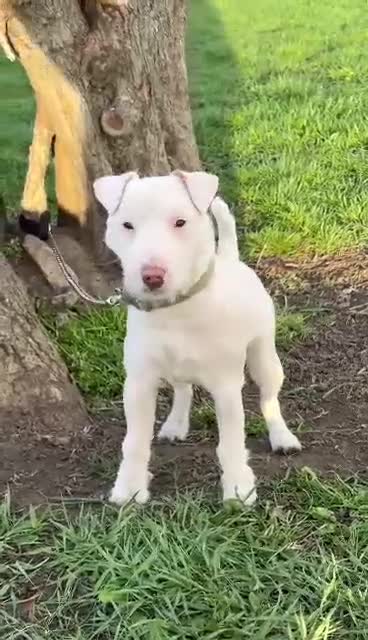 Mixed Breed dogs for sale: Jack Russel Lakeland terrier in Preston - Video 1