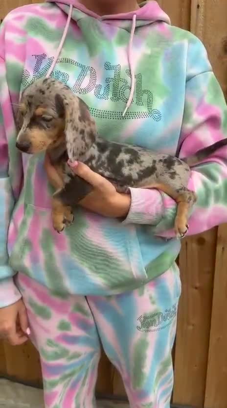 Miniature Dachshund dogs for sale: Miniature dachshund  - Video 4