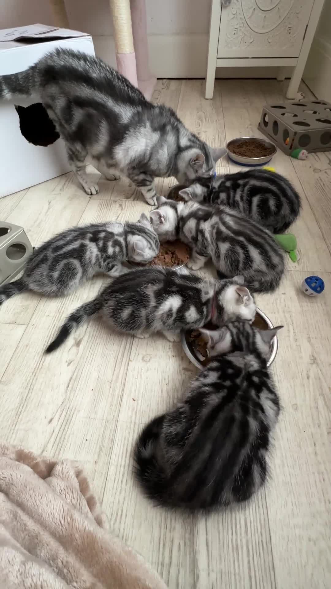 British Shorthair cats for sale: Silver Tabby BSH GCCF registered Kittens - Video 2