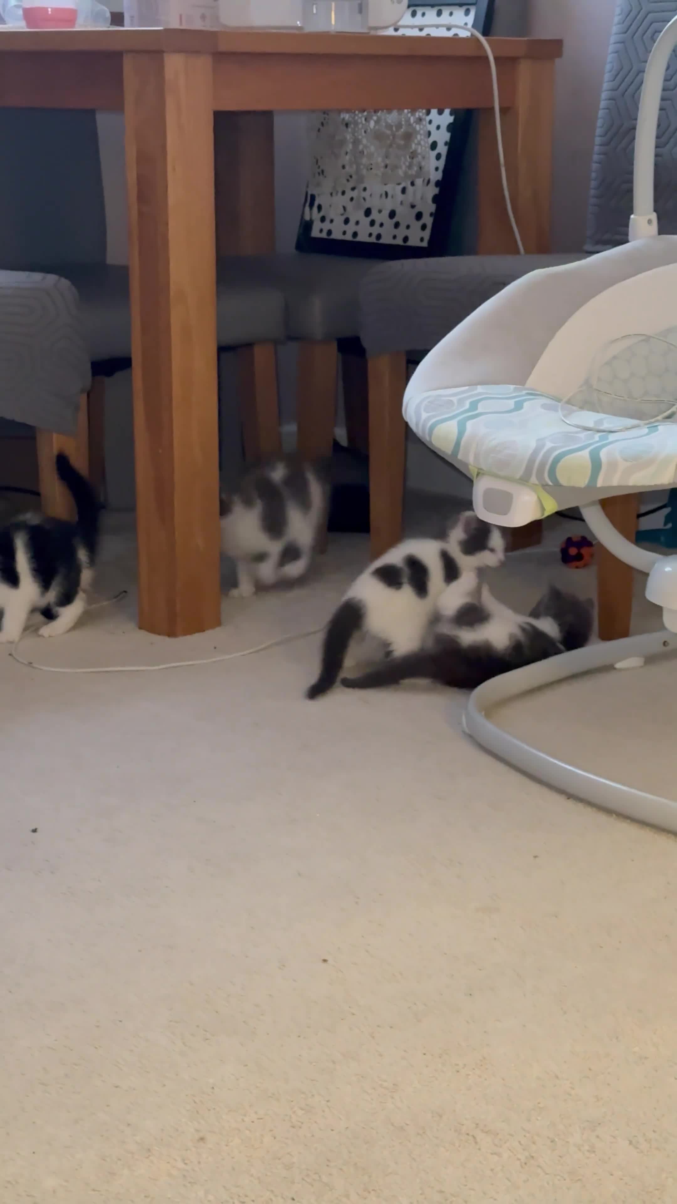 Mixed Breed cats for sale: 4 little beauties - Video 1