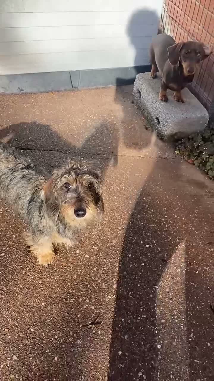 Miniature Dachshund dogs for sale: Two pure female dachshunds  - Video 1