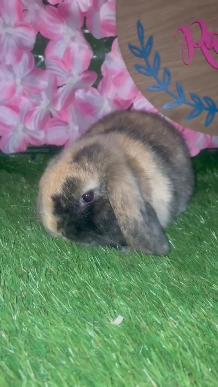 Netherland Dwarf rabbits for sale: Still available pedigree mini lop sisters 12/10/25 - Video 2