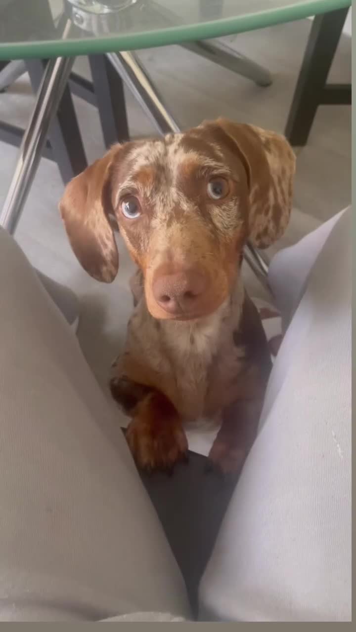 Miniature Dachshund dogs for stud: Birminghams Mr Mini Milky. PROVEN KC Mini Dax stud in Birmingham - Video 1
