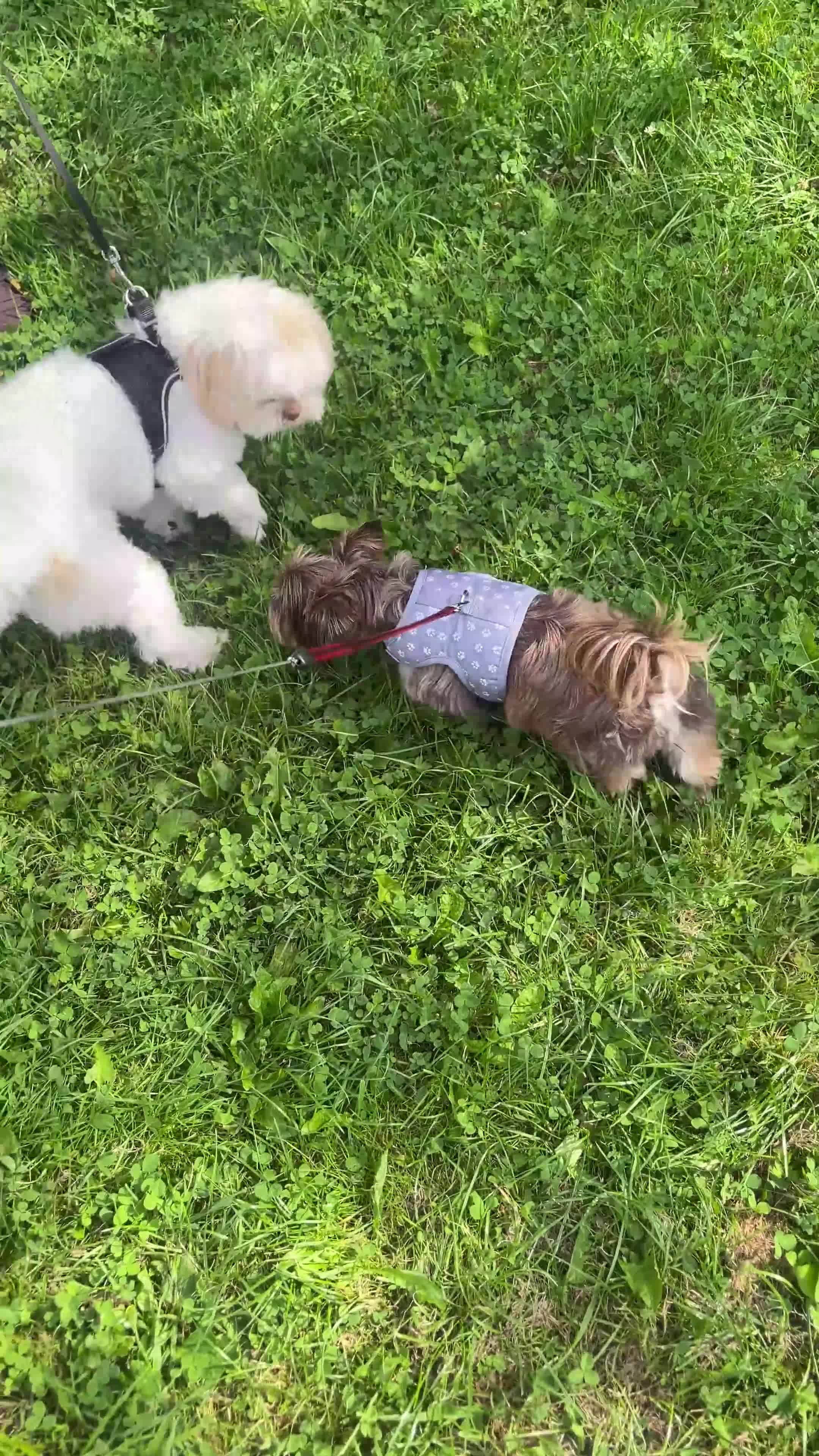 Yorkshire Terrier dogs for sale: Al Pacino needs a temporary home (free) - Video 2