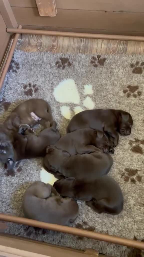 Labrador Retriever dogs for sale: Choc dual purpose Lab pups, KC Reg Health Tested  - Video 1