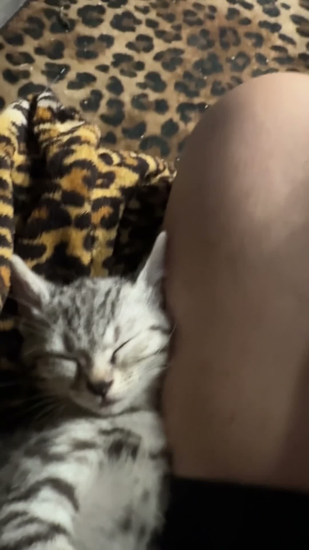 Bengal cats for sale: Smoke Boy Available for his forever home  - Video 1