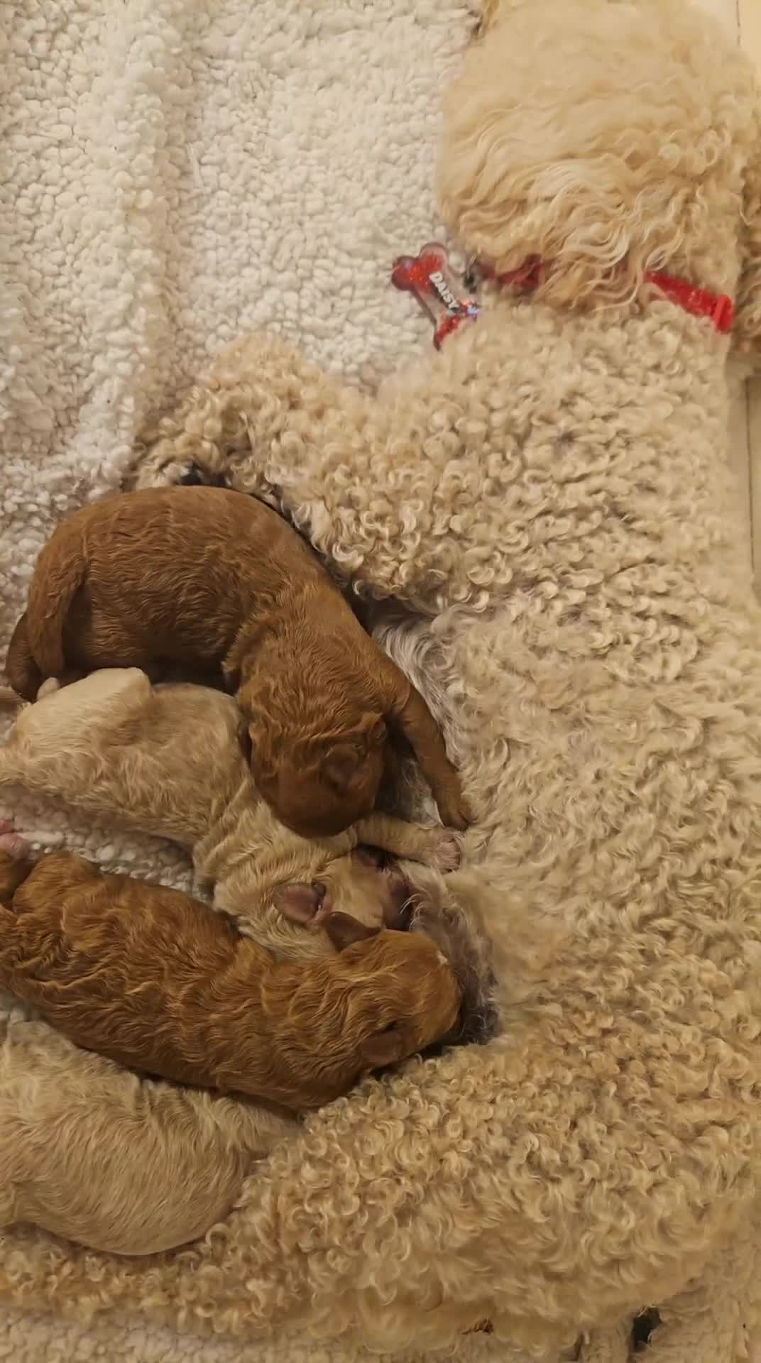 Poochon dogs for sale: Poochon Puppies  - Video 1