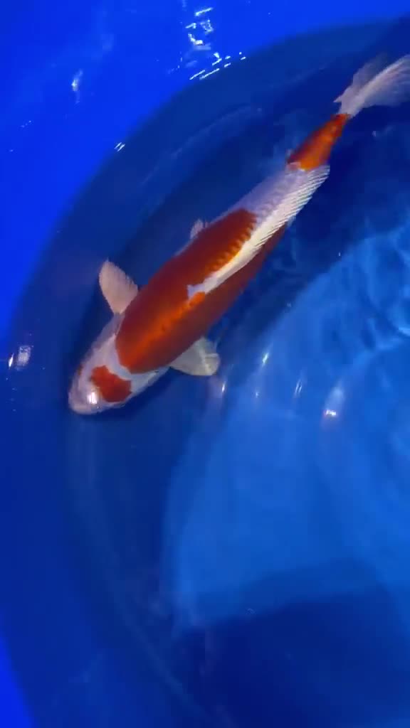Koi Carp fish for sale: Kikusui Nisai Koi  in Nuneaton - Video 1