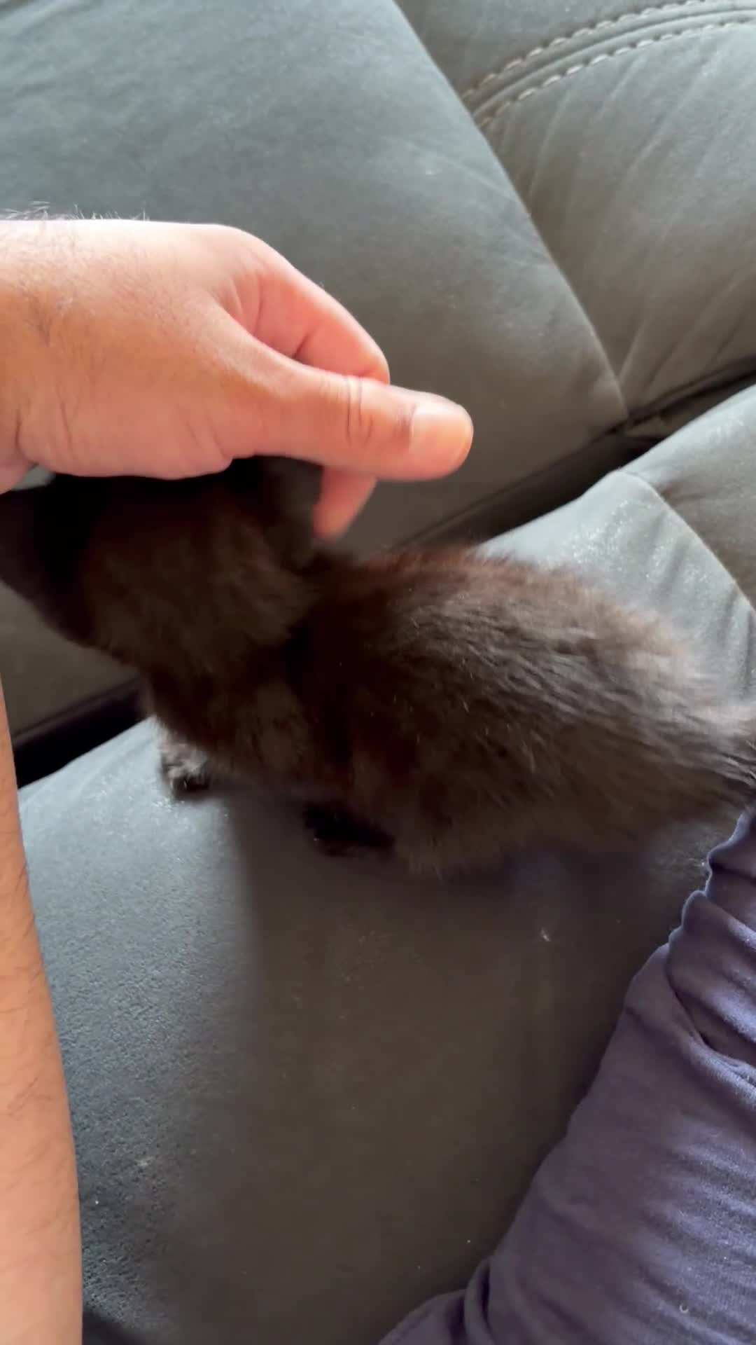 Mixed Breed cats for sale: British shorthair x Bombay dwaf kitten - Video 2