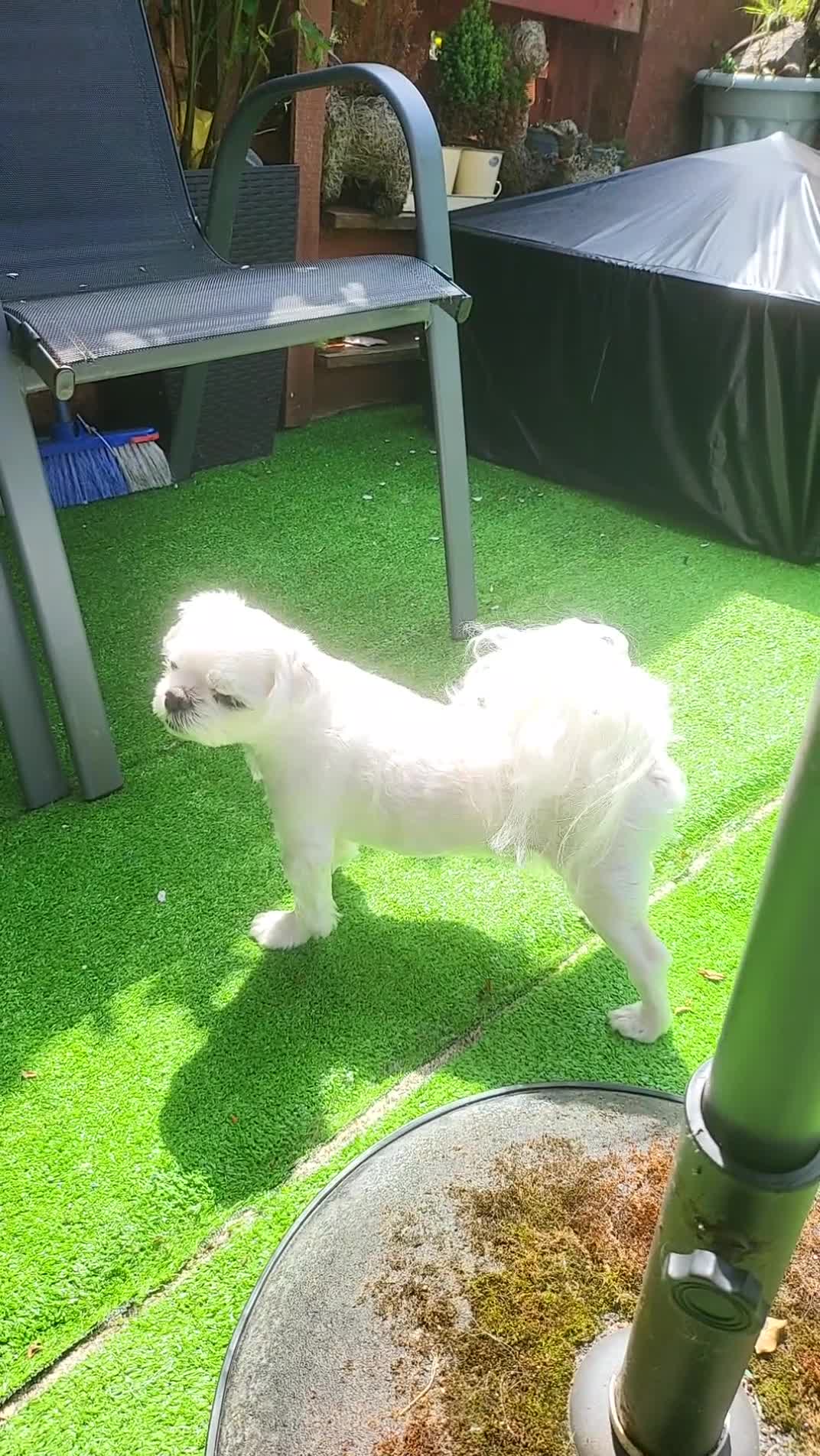 Bichon Frise dogs for sale: Korean Bison very small boy. - Video 1