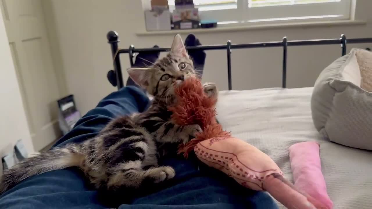 Mixed Breed cats for sale: Gorgeous silver & black tabby kitten needs love.  - Video 3