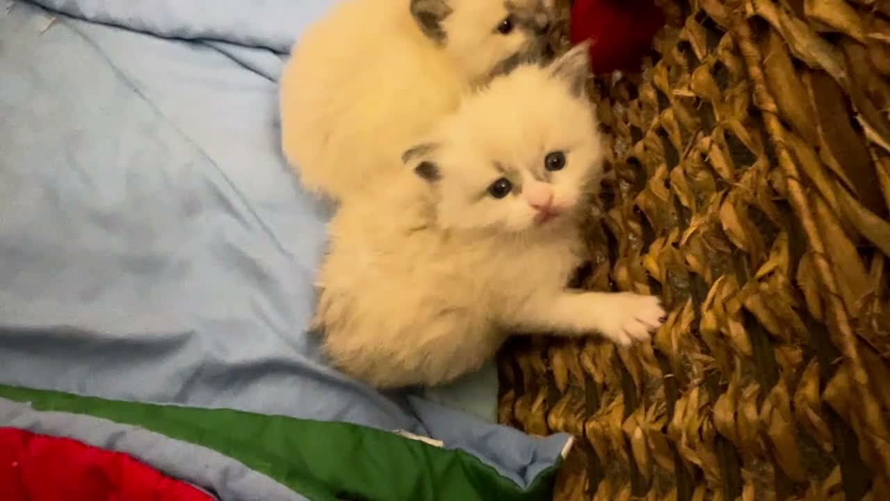 Ragdoll cats for sale: Child Friendly Ragdoll Kittens in Livingston - Video 1
