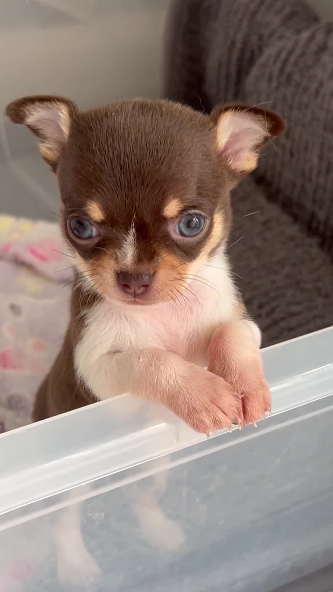 Chihuahua dogs for sale: Chocolate parti chihuahua puppys - Video 2