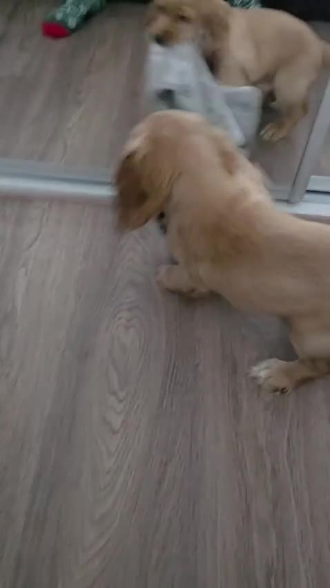 Cocker Spaniel dogs for sale: Golden Working Cocker Spaniel Puppy  - Video 2