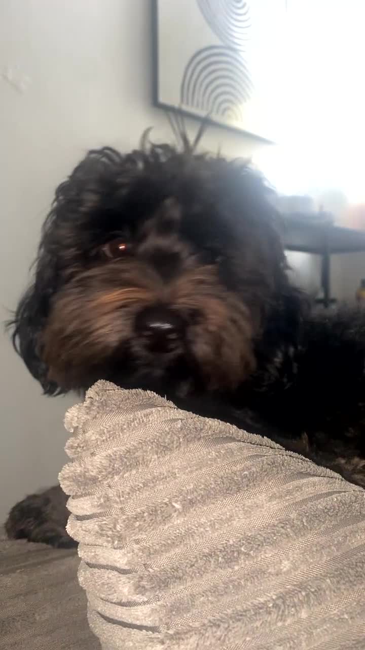 Mixed Breed dogs for stud: 3 year old F1 Cockapoo - STUD - Video 1