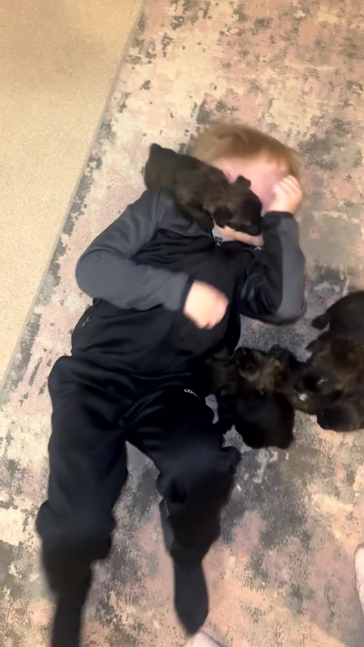 Mixed Breed dogs for sale: West highland cross Scottish terriers 2 left!  - Video 1