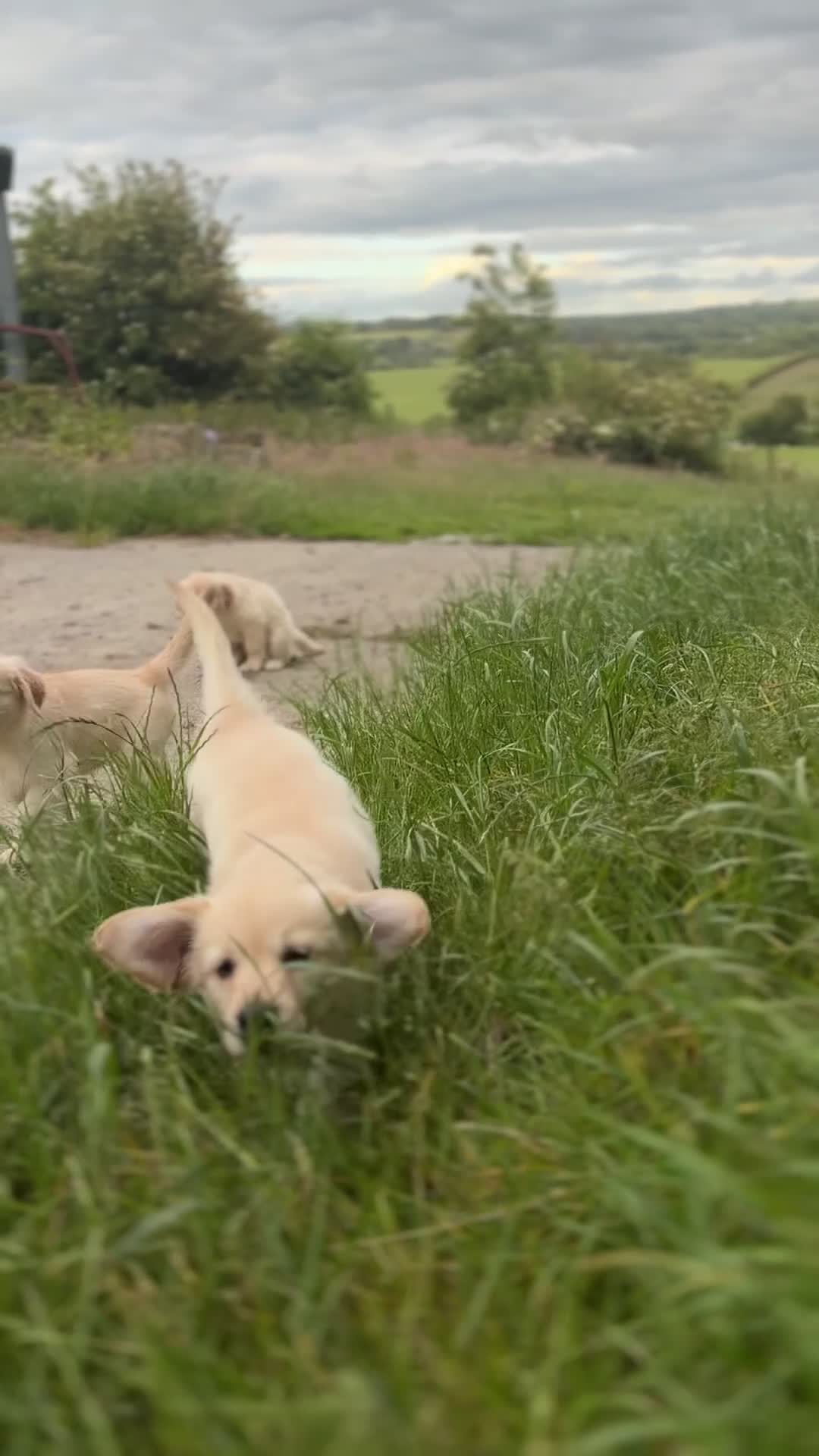 Golden Retriever dogs for sale: READY NOW!! FULLY VACC / KC REG GOLDEN RETRIEVERS - Video 1