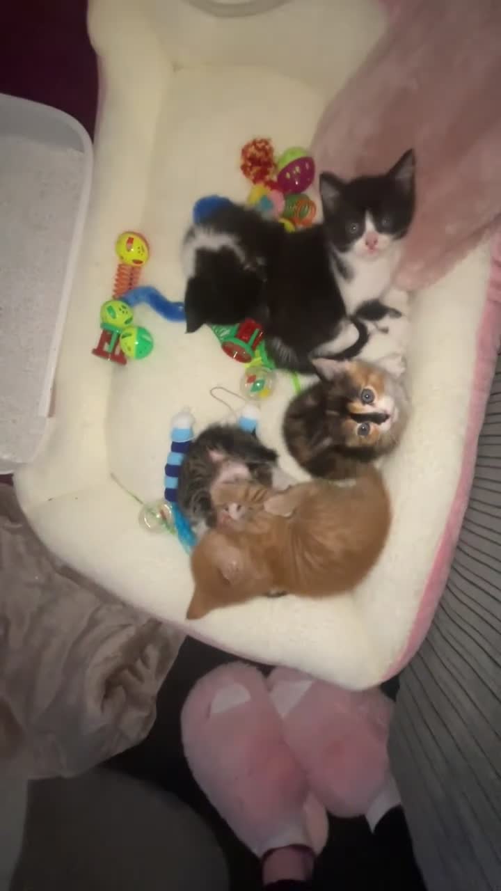 Mixed Breed cats for sale: female kitten  - Video 2