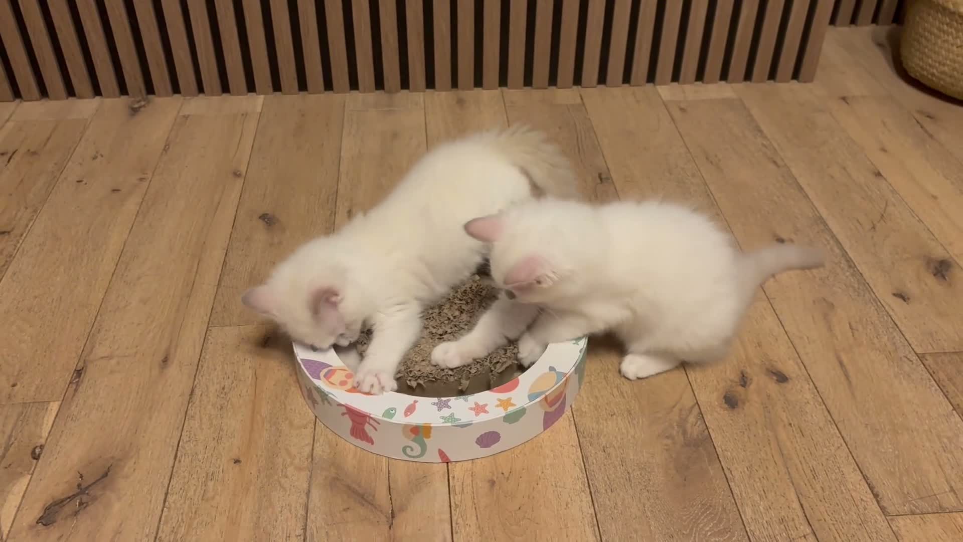 Ragdoll cats for sale: Pure ragdolls kittens  - Video 1