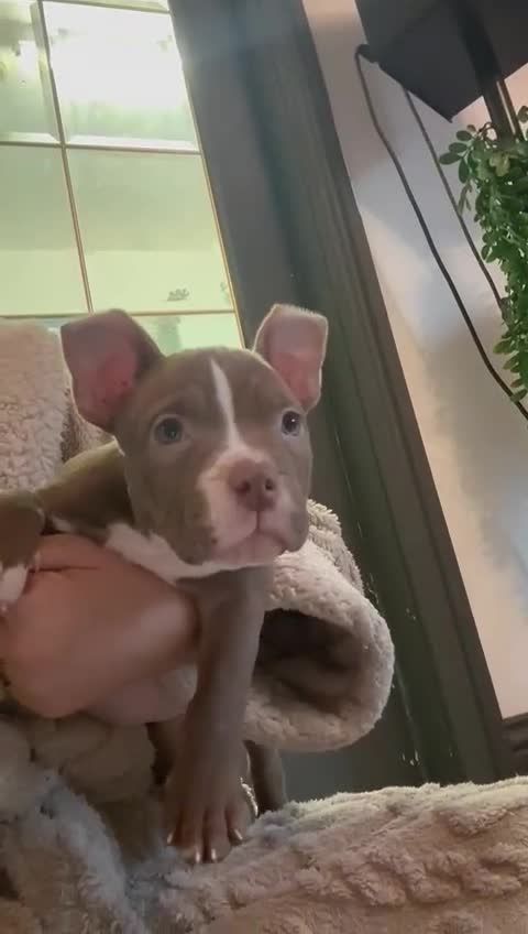 American Bully dogs for sale: ✨ Pocket bully puppies ✨ - Video 1