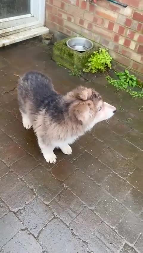 German Shepherd dogs for sale: Otto 🐾 - Video 1