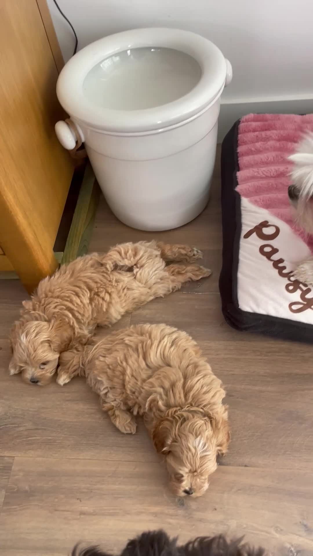 Maltipoo dogs for sale: Adorable Maltipoo Boys  - Video 1