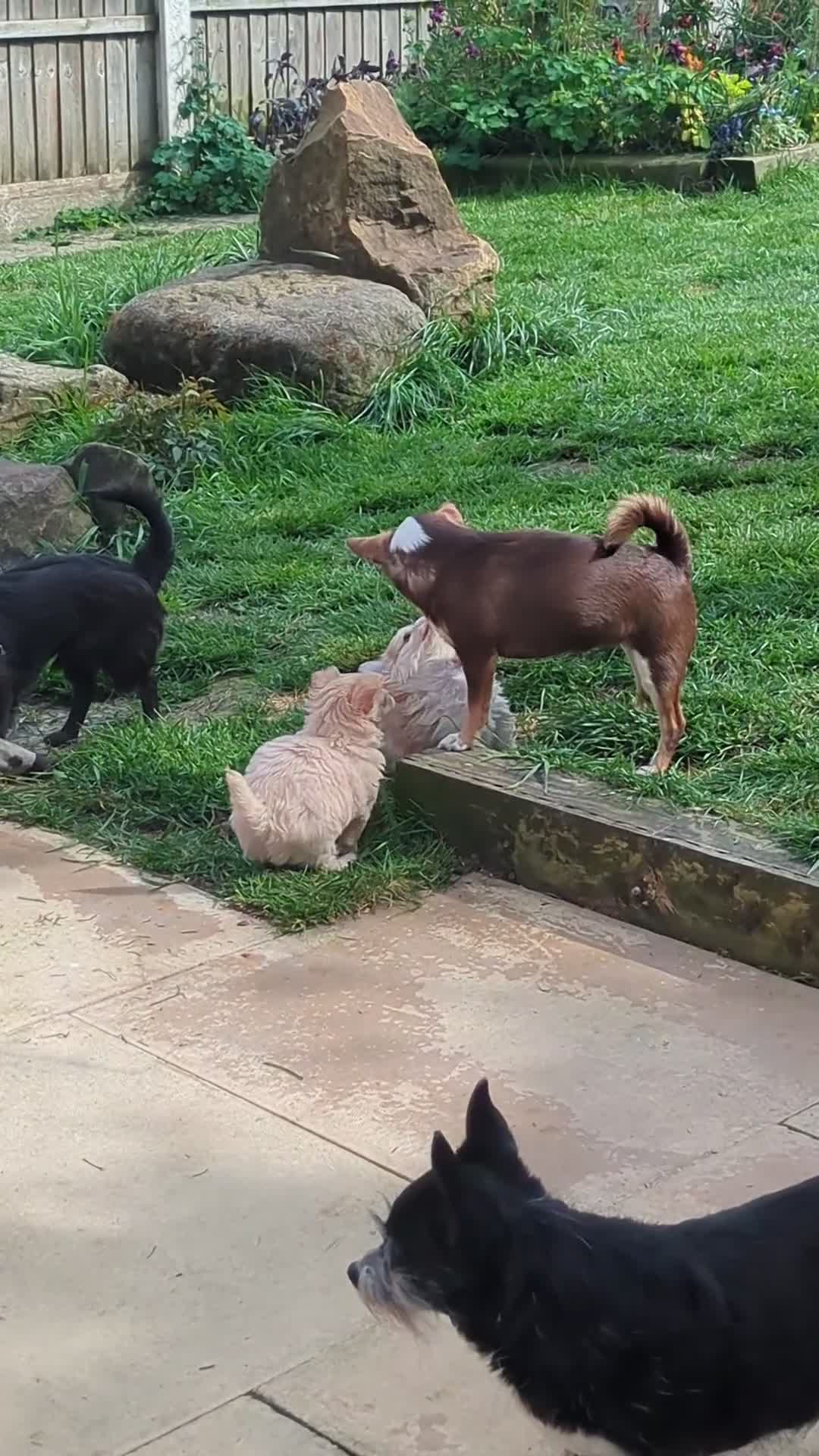 Chihuahua dogs for sale: Longhaired pedigree chihuahuas - Video 1