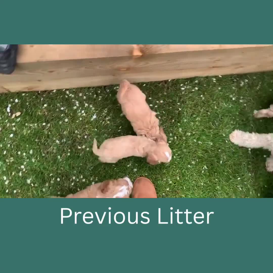 Cavapoo dogs for sale: Our last beautiful F1 Cavapoo is available! - Video 1