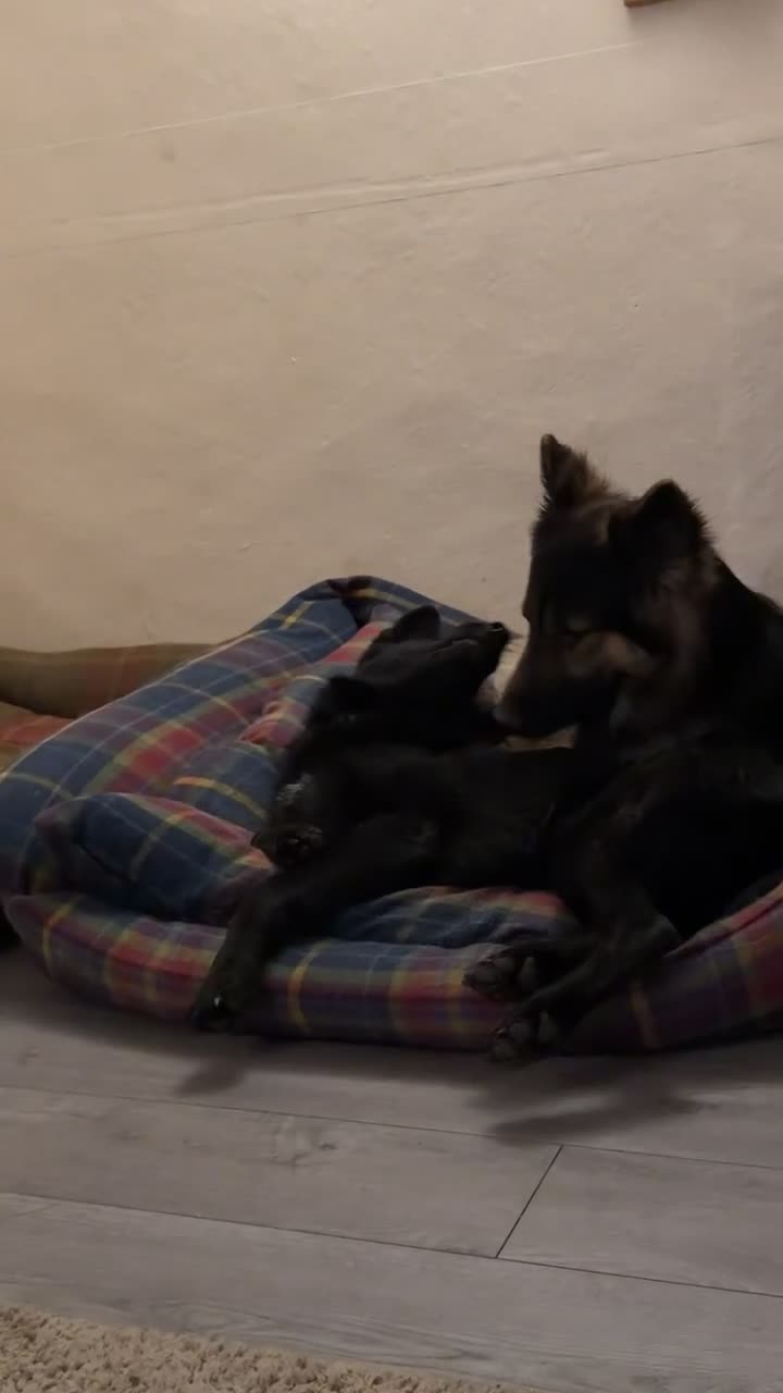 German Shepherd dogs for sale: Working line GSD  - Video 1