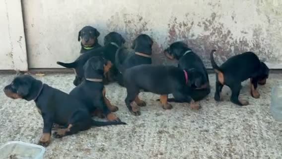 Dobermann dogs for sale: KC Registered Doberman Puppies 🐾 - Video 4