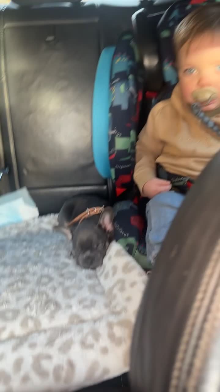 French Bulldog dogs for sale: Female french bulldog - Video 1