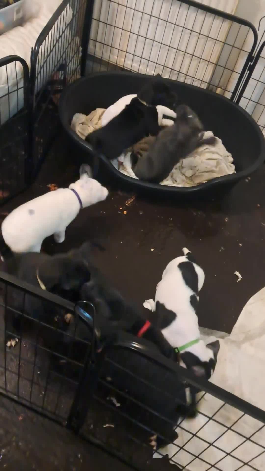 Mixed Breed dogs for sale: Staffy x malonios - Video 1