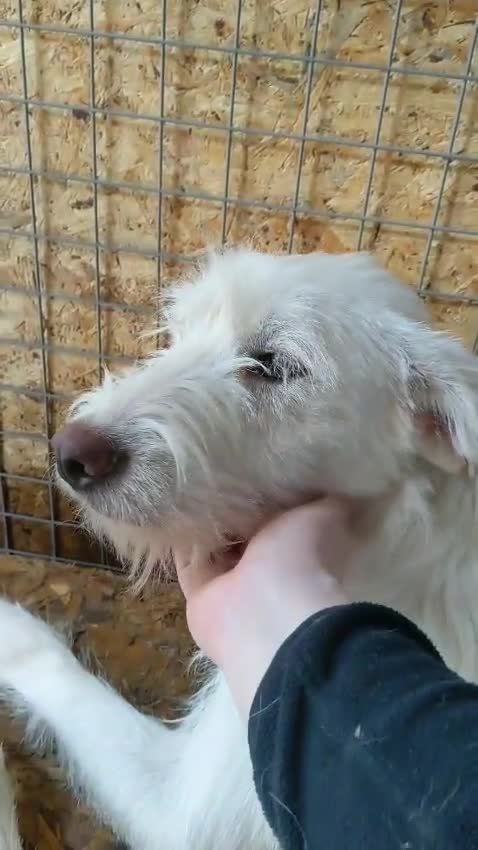 Mixed Breed dogs for adoption: BENJI - a handsome & gentle Boy  for a Loving Home - Video 5