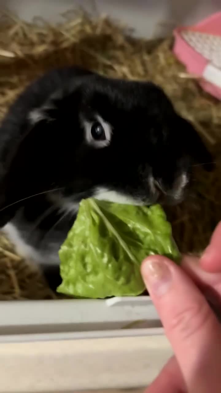 Dwarf Lop rabbits for sale: Female dwarf mini lop  in Nottingham - Video 2