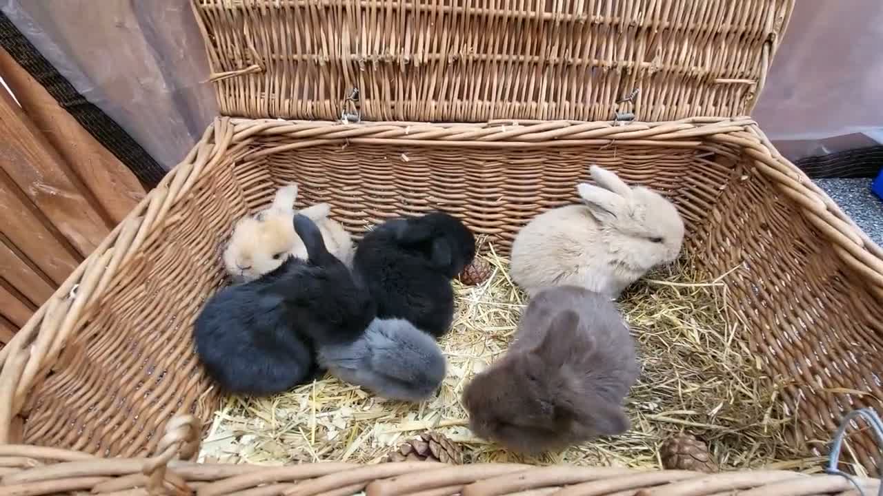 Mini Lop rabbits for sale: Mini lops - Video 1