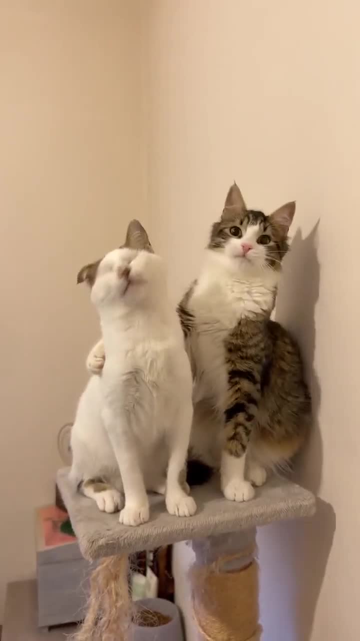 Mixed Breed cats for adoption: Charlie the cuddlebug - Video 4