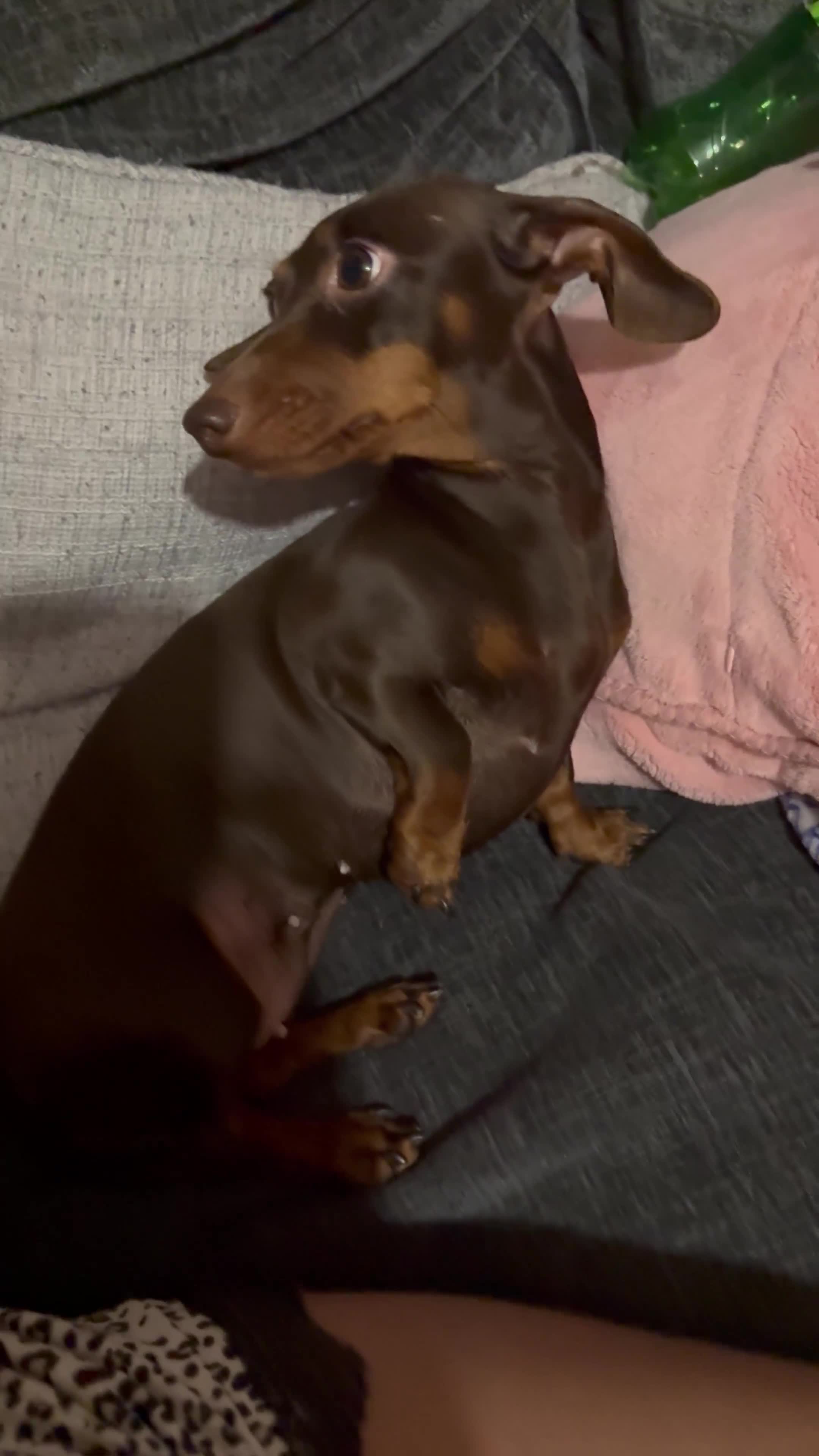Miniature Dachshund dogs for sale: Miniature dachshund  in Purley - Video 1