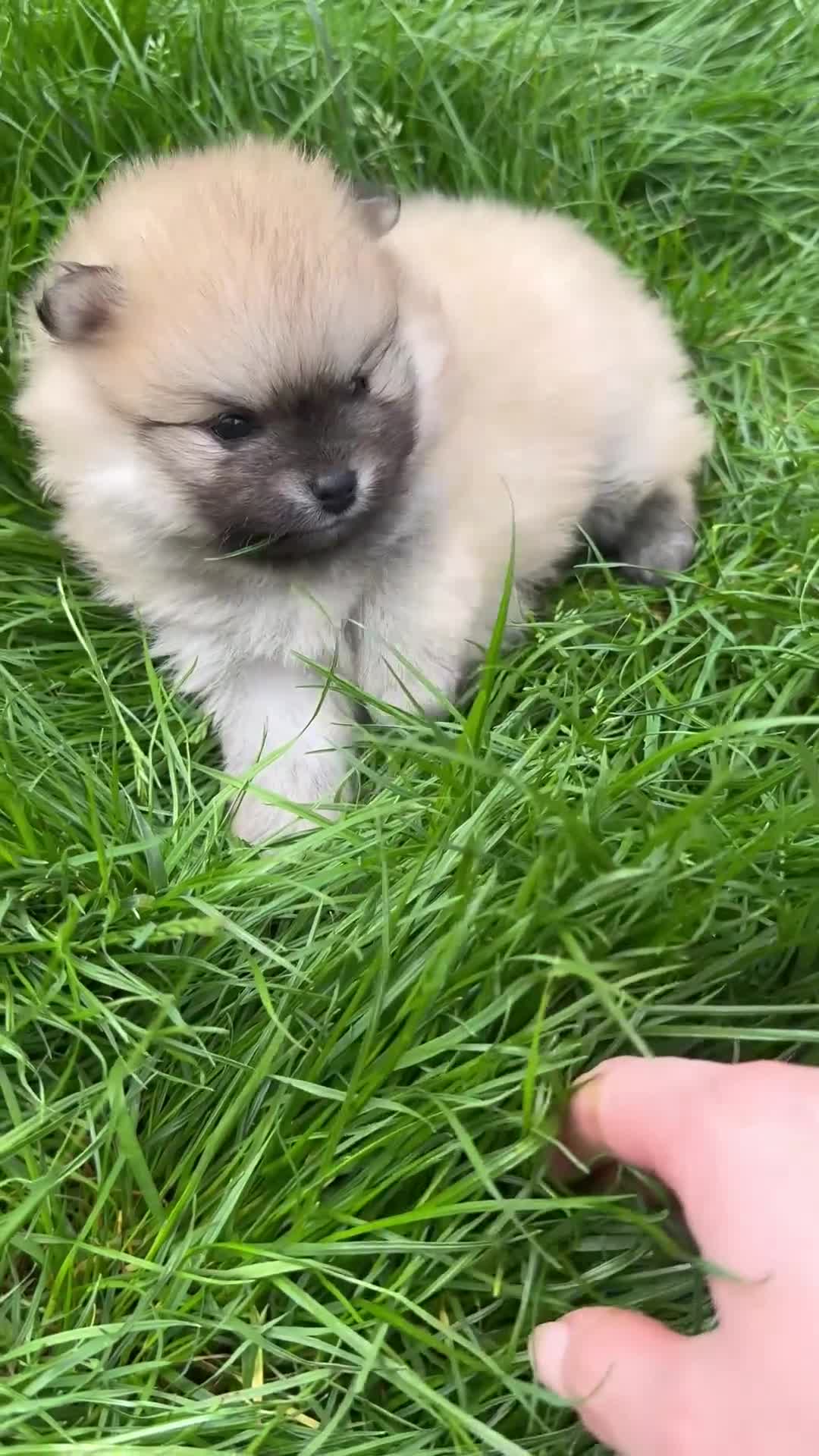 Pomeranian dogs for sale: Beautiful & Chunky Pomeranian puppy's for sale - Video 5