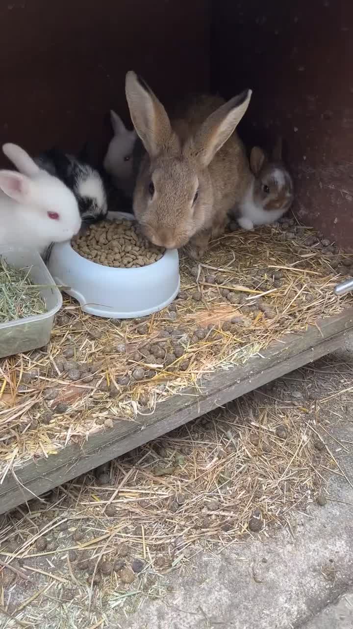 Netherland Dwarf rabbits for sale: White female rabbit in Shipley - Video 4